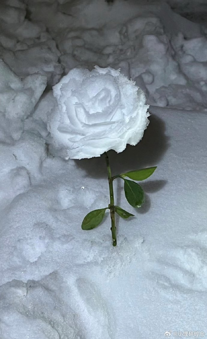 在广场刷到的一些网友制作的雪玫瑰公主请看浪漫的雪玫瑰