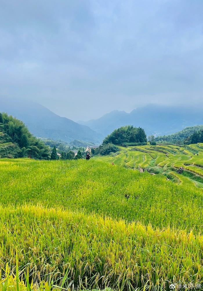 丽水云和梯田油菜花图片