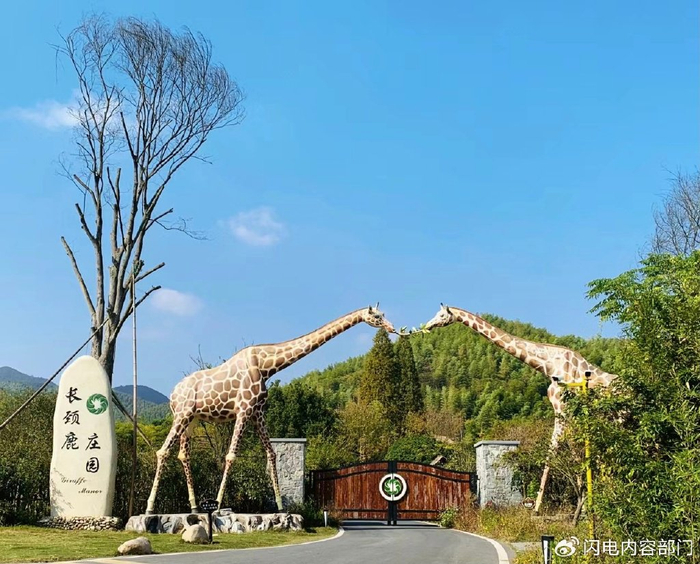 周末游记湖州长颈鹿庄园
