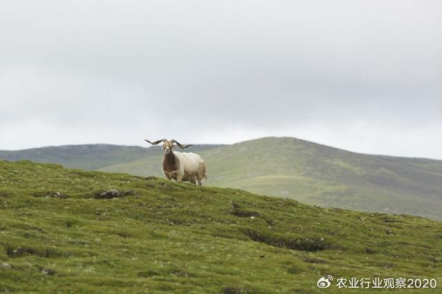 昌都阿旺绵羊来了,认识一下!|羊肉|滋补|好吃_新浪新闻