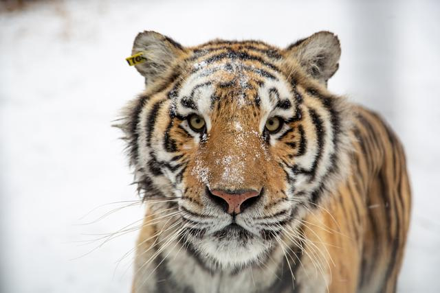 日本到底加息了没有