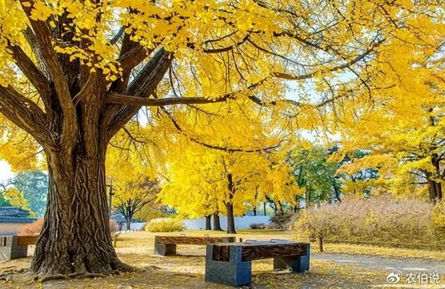 家里有院子的话,这“5大鬼树”不要种,都是老一辈传下来的经验
