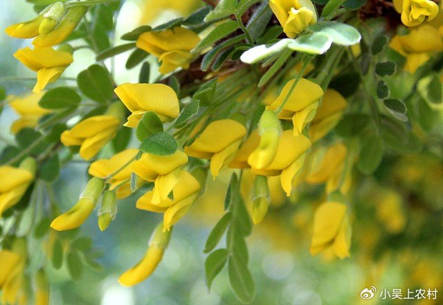 大名鼎鼎的金雀花,春天不可错过的野菜,用来煎鸡蛋吃棒棒的|金雀花
