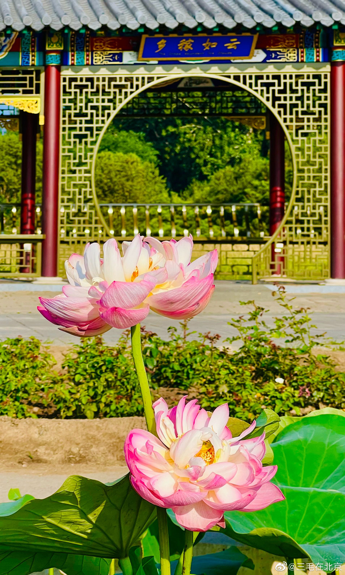 北京圆明园遗址公园 荷花基地 荷花美 摄影