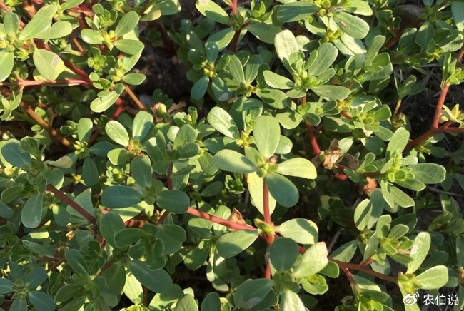 排名前10的春季野菜,附做法吃法,这个排名你服不服?