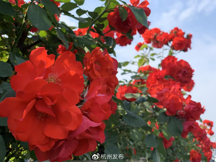 常见的有——红色系"红从容""小桃红""花房"等;粉色系"安吉拉""仙境""