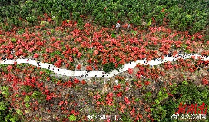 映山红满山坡 游客踏美而来