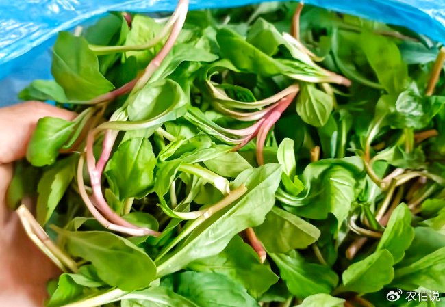 排名前10的春季野菜,附做法吃法,这个排名你服不服?