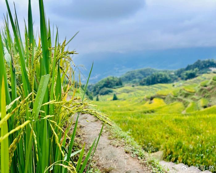 丽水云和梯田油菜花图片