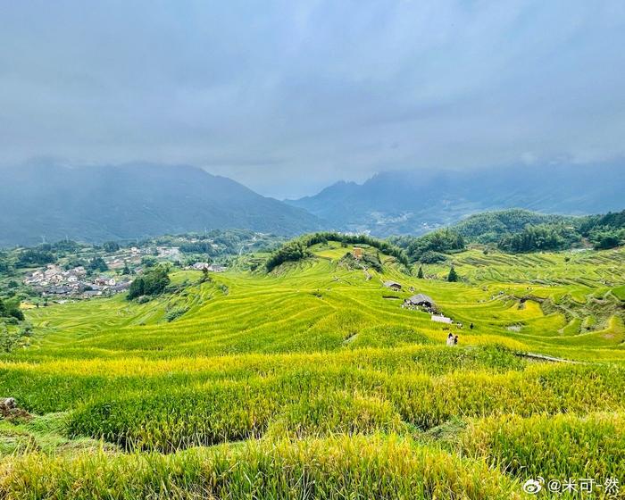 丽水云和梯田油菜花图片