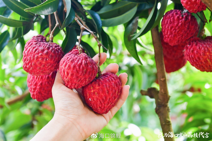 火山荔枝到底什么来头？__财经头条__新浪财经
