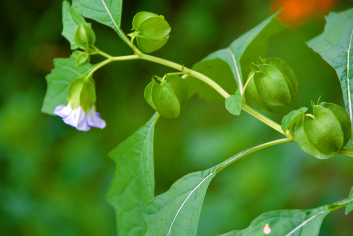 假酸浆果,原创拍摄|酸浆果|原创|拍摄_新浪新闻