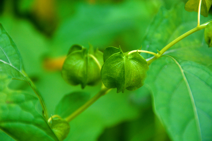 假酸浆果,原创拍摄|酸浆果|原创|拍摄_新浪新闻