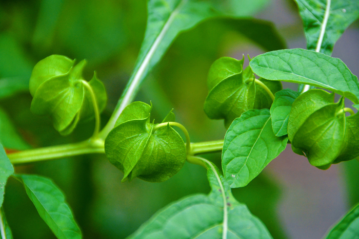 假酸浆果,原创拍摄|酸浆果|原创|拍摄_新浪新闻