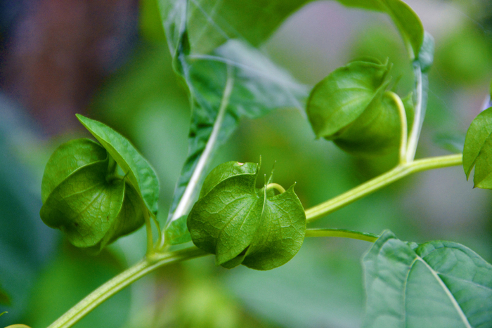 假酸浆果,原创拍摄|酸浆果|原创|拍摄_新浪新闻
