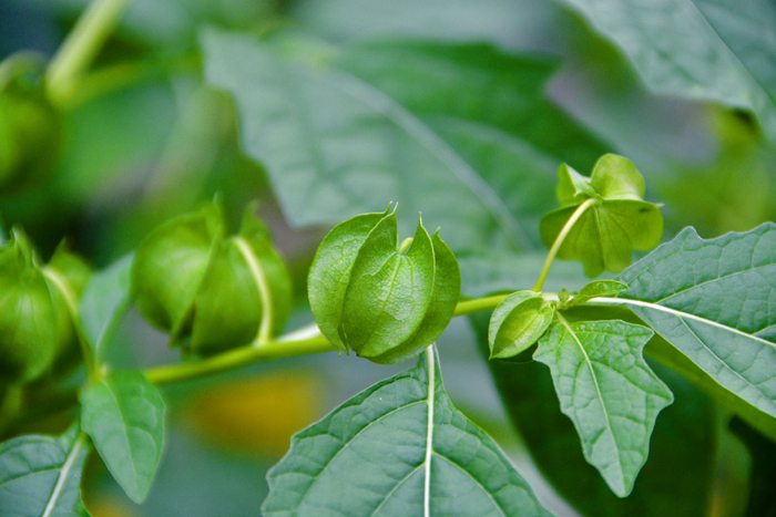 假酸浆果,原创拍摄|酸浆果|原创|拍摄_新浪新闻