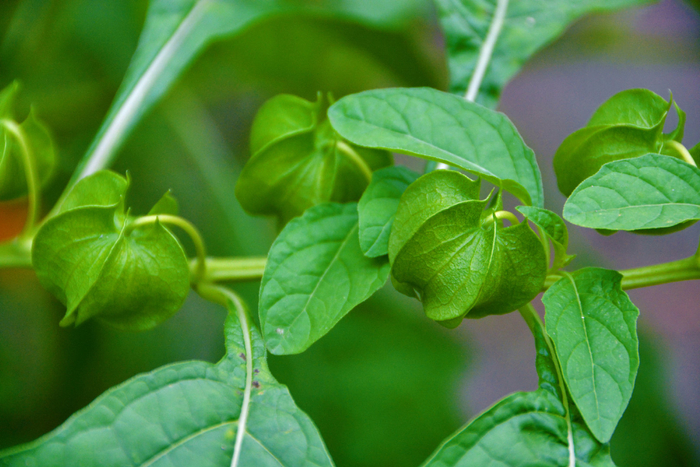 假酸浆果,原创拍摄|酸浆果|原创|拍摄_新浪新闻