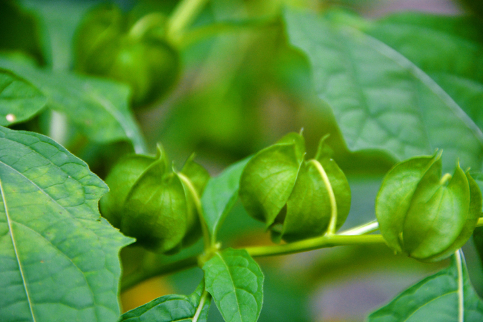 假酸浆果,原创拍摄|酸浆果|原创|拍摄_新浪新闻