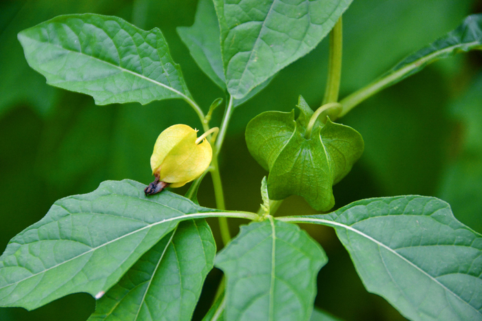 假酸浆果,原创拍摄|酸浆果|原创|拍摄_新浪新闻