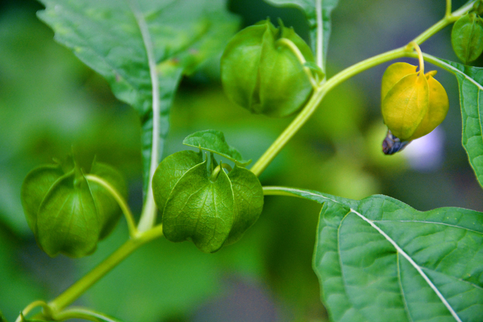 假酸浆果,原创拍摄|酸浆果|原创|拍摄_新浪新闻