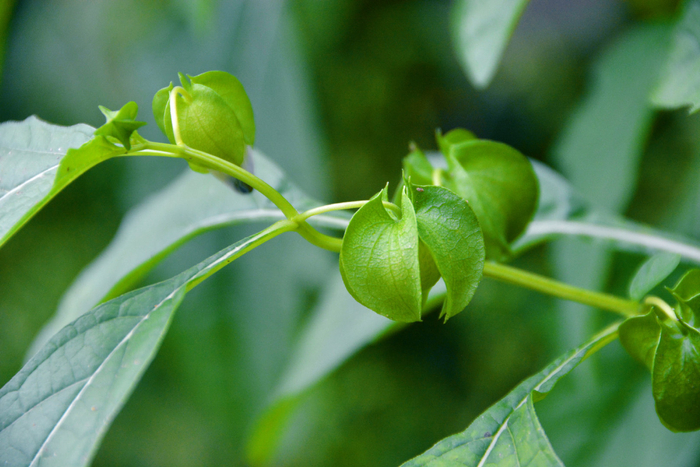 假酸浆果,原创拍摄|酸浆果|原创|拍摄_新浪新闻