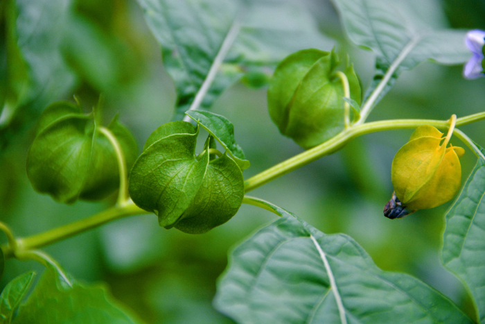 假酸浆果,原创拍摄|酸浆果|原创|拍摄_新浪新闻