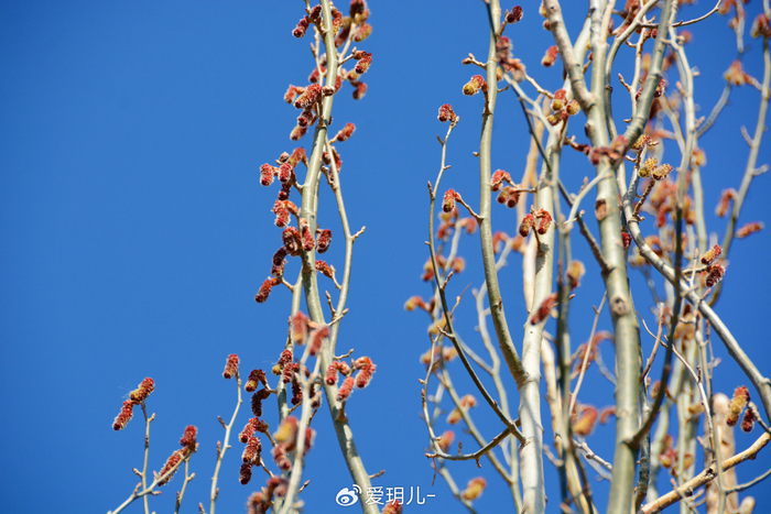 新疆杨花穗,原创拍摄|新疆|杨花|原创_新浪新闻