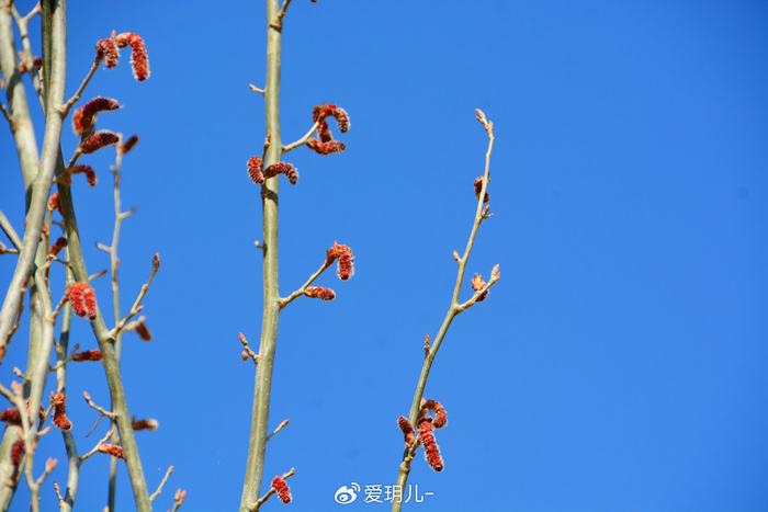 新疆杨花穗,原创拍摄
