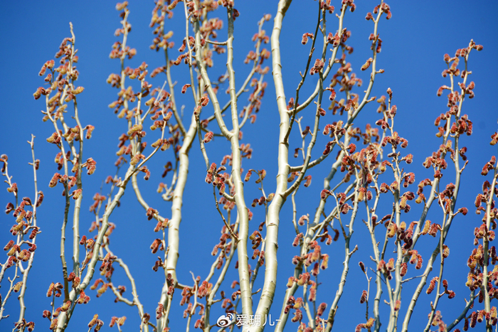 新疆杨花穗,原创拍摄|新疆|杨花|原创_新浪新闻