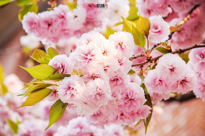 春花烂漫这些春天的花你认识几种