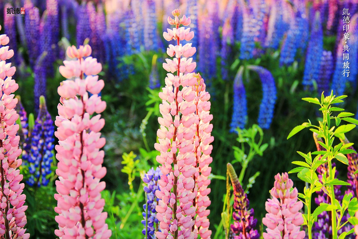 春花烂漫这些春天的花你认识几种