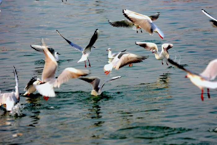 争渡争渡惊起一滩鸥鹭