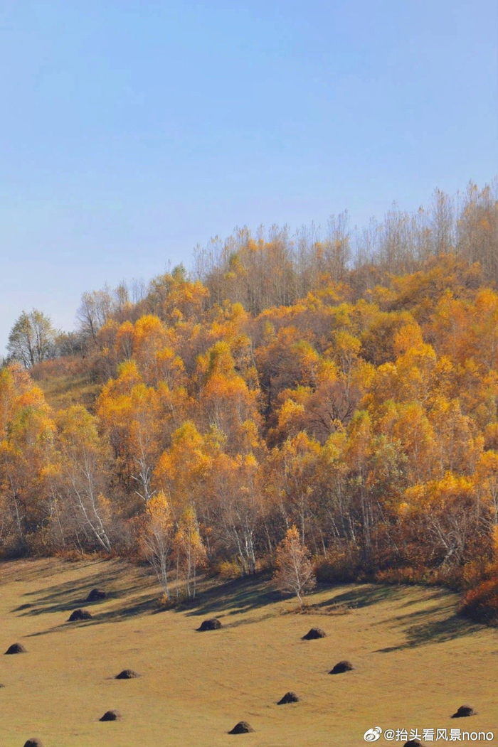 乌兰布统的秋, 是记忆里向往的色彩!
