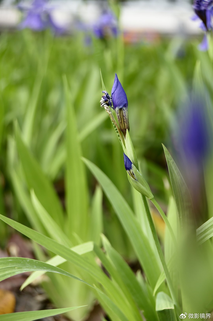 后花园的故事:朝花夕逝61美丽而独特的鸢尾草(花)