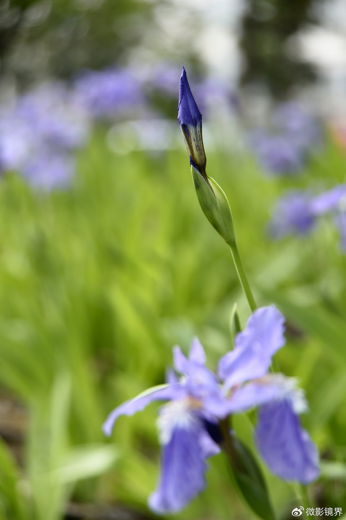 后花园的故事:朝花夕逝61美丽而独特的鸢尾草(花)