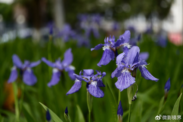 后花园的故事:朝花夕逝61美丽而独特的鸢尾草(花)