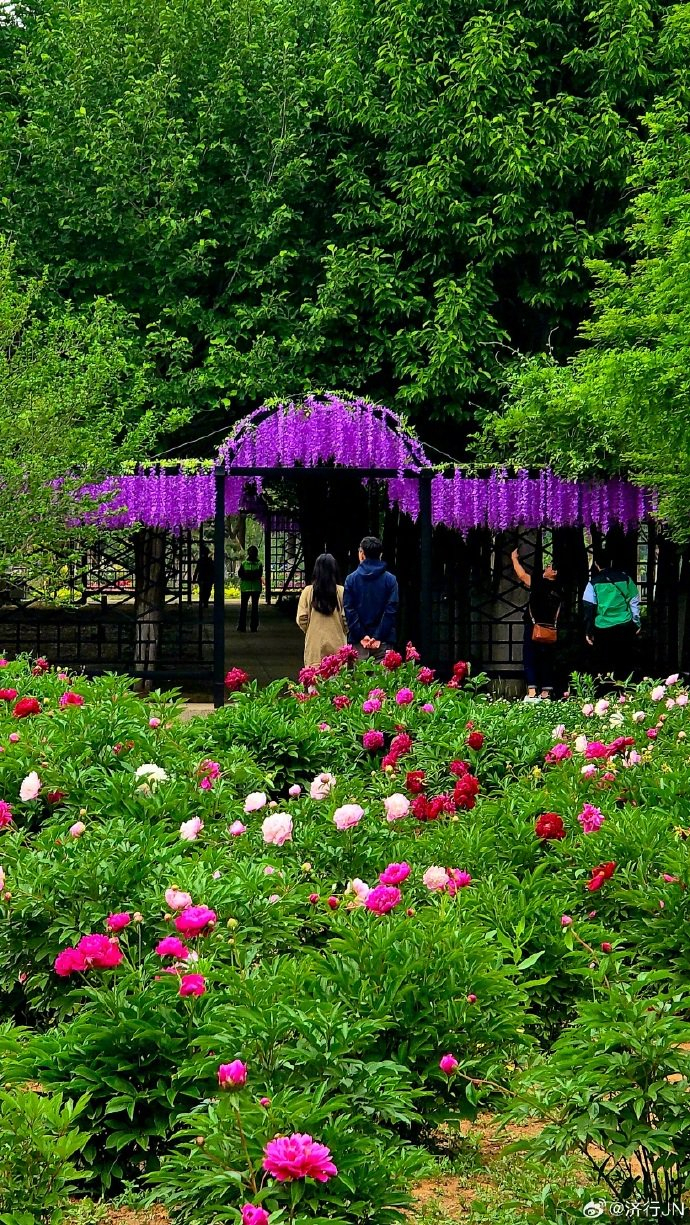 一个集休闲,露营,娱乐的好去处!升级后的济南国际鲜花港太美了!