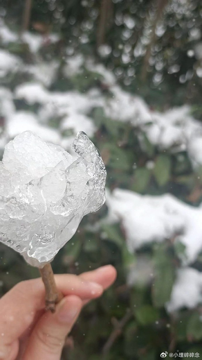 在广场刷到的一些网友制作的雪玫瑰公主请看浪漫的雪玫瑰