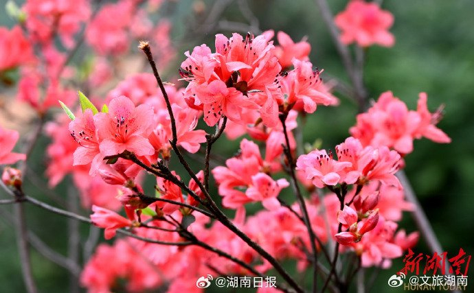 映山红满山坡 游客踏美而来