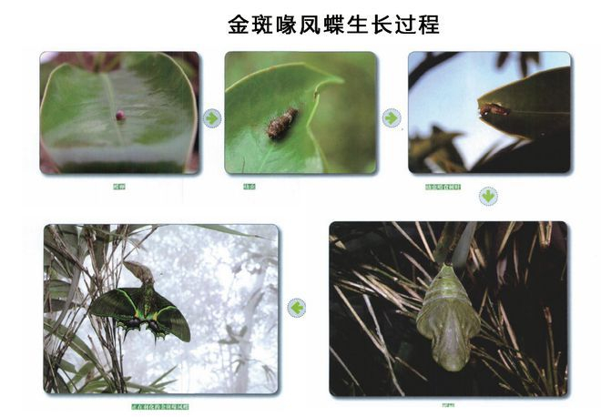 一只价值10万美元!江西培育出两只“梦幻蝴蝶”,太漂亮了!|金斑喙凤蝶|井冈山|江西省|亚种|地理_新浪新闻