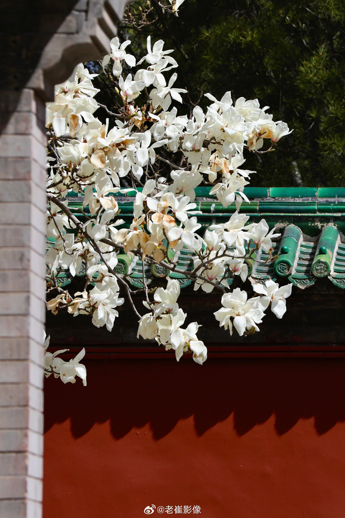 北京天坛斋宫的玉兰花 第一次拍 等了好几天 天气终于放晴了