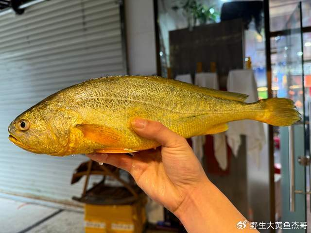 分享野生大黄鱼属于海水鱼还是淡水鱼及野生大黄鱼小黄鱼哪种好吃|淡水|大黄鱼|小黄鱼_新浪新闻