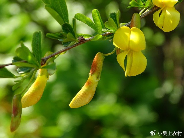 大名鼎鼎的金雀花,春天不可错过的野菜,用来煎鸡蛋吃棒棒的|金雀花