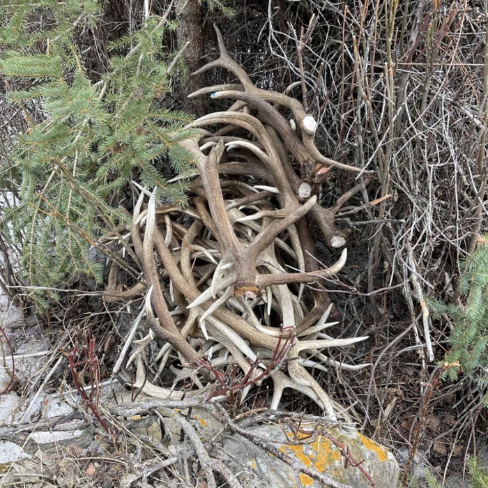 明明鹿角每年都会自然脱落,为何我们还要割鹿茸,而不是去捡?