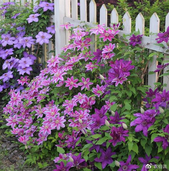 鐵線蓮爛根是什麼原因怎麼處理解鎖這些技巧葉綠開花旺