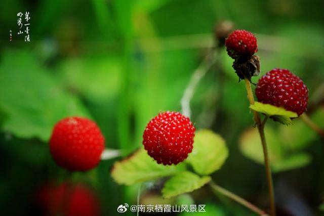 又到了@南京栖霞山风景区 山里好吃的时候～蛇莓不好吃，别吃了