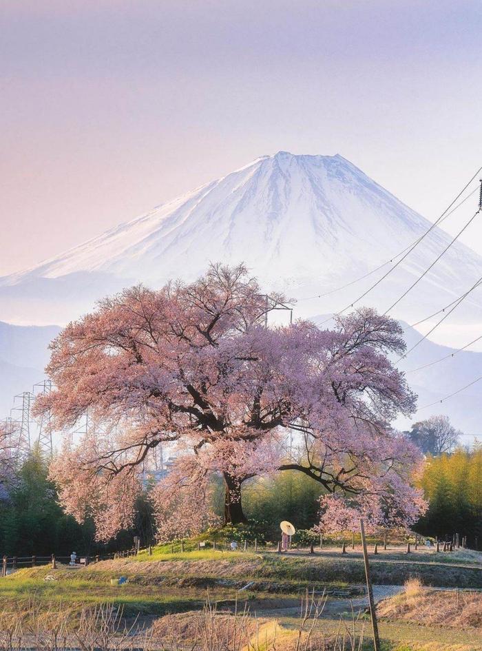 日本富士山脚的打卡点,图片:小红书