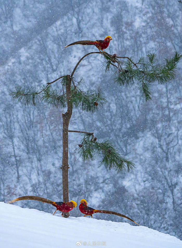 美!红腹锦鸡雪地觅食好似国画