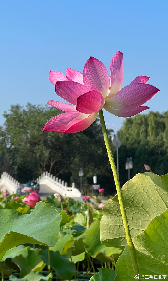 北京圆明园遗址公园 荷花基地 荷花美 摄影
