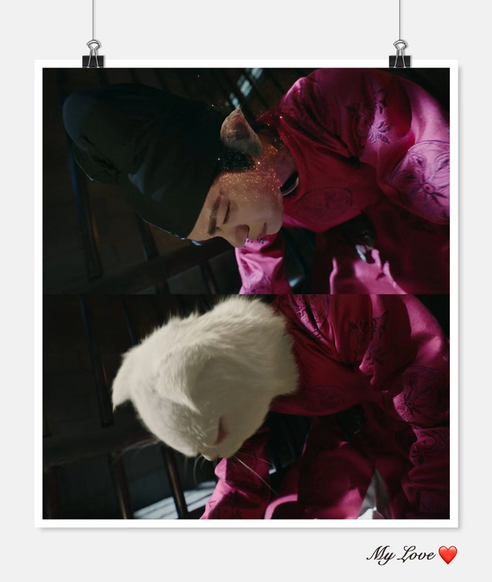 丁禹兮新剧变猫镜头真的绝绝子